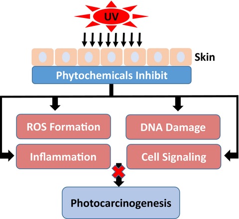 Phytochemicals for the Prevention of Photocarcinogenesis