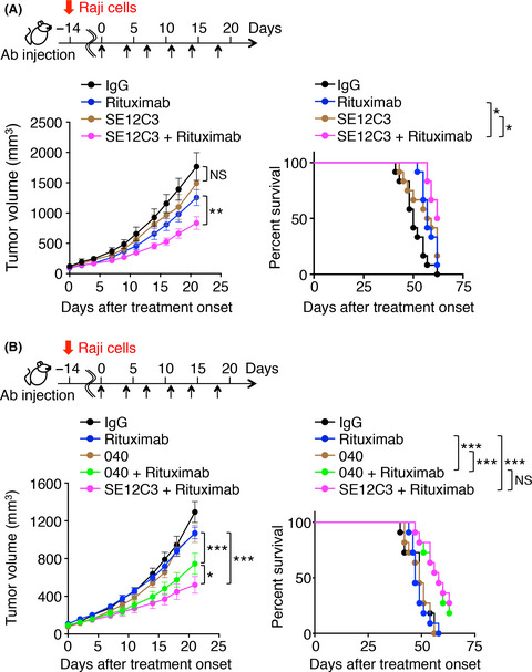 Anti-human SIRPα antibody is a new tool for cancer immunotherapy