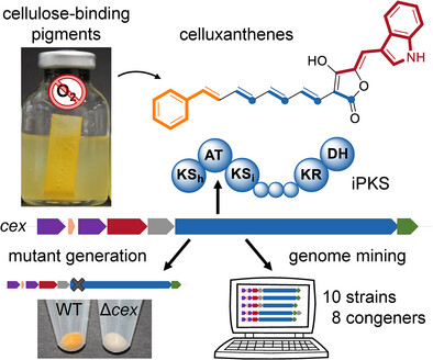 Discovery and Biosynthesis of Celluxanthenes, Antibacterial Arylpolyene Alkaloids From Diverse Cellulose-Degrading Anaerobic Bacteria