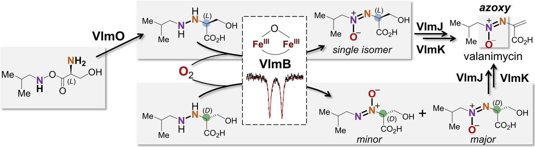 Reconstitution of the Final Steps in the Biosynthesis of Valanimycin Reveals the Origin of Its Characteristic Azoxy Moiety