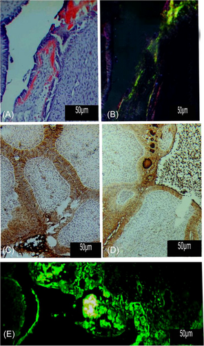 Details are in the caption following the image Details are in the caption following the image