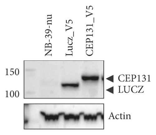 Details are in the caption following the image