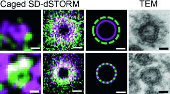 Multicolor Caged dSTORM Resolves the Ultrastructure of Synaptic Vesicles in the Brain