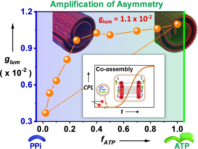 Chiroptical Amplification of Induced Circularly Polarized Luminescence in Nucleotide-Templated Supramolecular Polymer