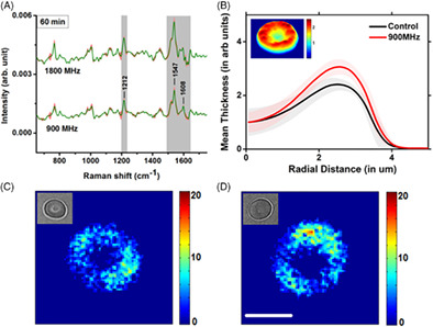 Effects of mobile phone emissions on human red blood cells