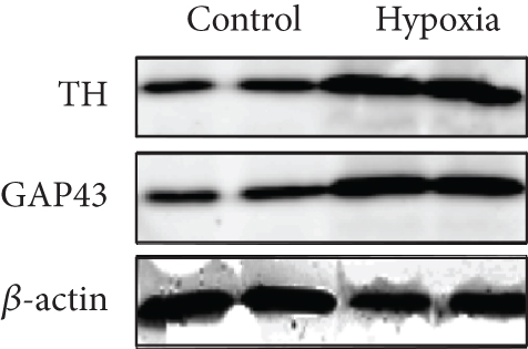 Details are in the caption following the image