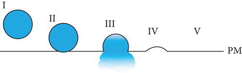 Details are in the caption following the image