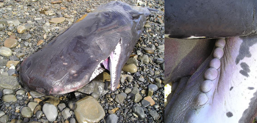 Details are in the caption following the image Details are in the caption following the image