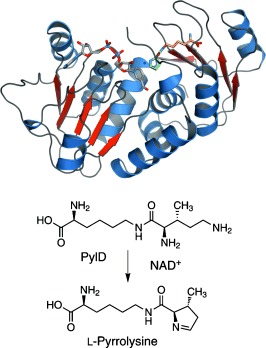Structure and Reaction Mechanism of Pyrrolysine Synthase (PylD)