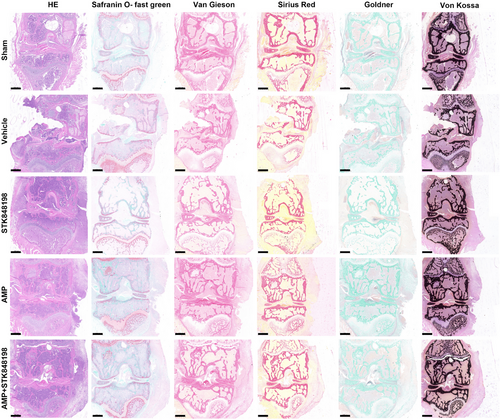 Details are in the caption following the image Details are in the caption following the image