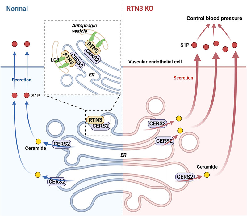 Reticulon 3 regulates sphingosine-1-phosphate synthesis in endothelial cells to control blood pressure