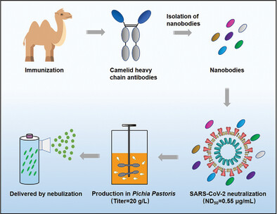 A potent neutralizing nanobody against SARS-CoV-2 with inhaled delivery potential