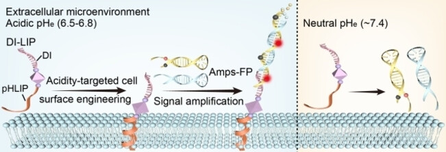 Mild Acidosis-Directed Signal Amplification in Tumor Microenvironment via Spatioselective Recruitment of DNA Amplifiers