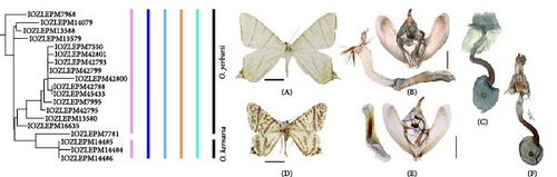 Details are in the caption following the image