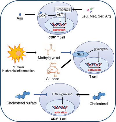 Identification of immune-activating metabolite for enhancing T cell therapy of cancer