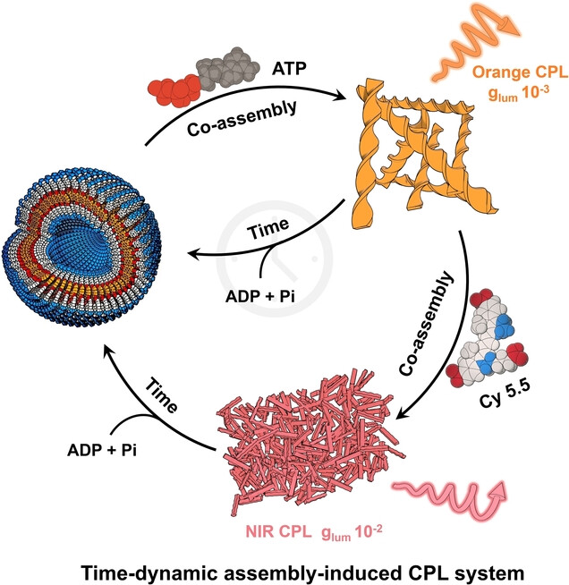 Dynamic Near-Infrared Circularly Polarized Luminescence Encoded by Transient Supramolecular Chiral Assemblies