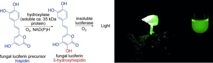 The Chemical Basis of Fungal Bioluminescence