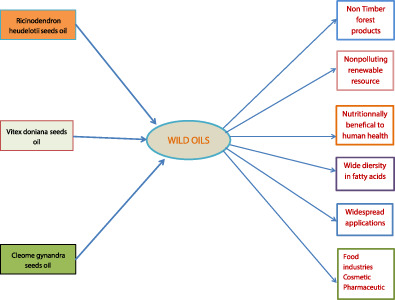 Composition, nutritional value, and uses of Ricinodendron heudelotii, Vitex doniana, and Cleome gynandra seed oil, three indigenous oil species sources of omega 3, 6, and 9 fatty acids: A review