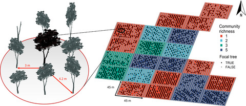 Drivers of productivity and its temporal stability in a tropical tree diversity experiment