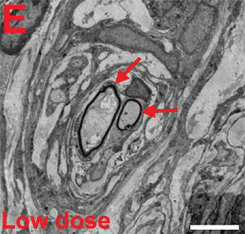 Details are in the caption following the image