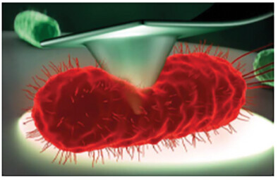 How Much Force is Needed to Kill a Single Bacterium?