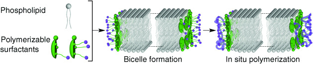 Chemically Locked Bicelles with High Thermal and Kinetic Stability