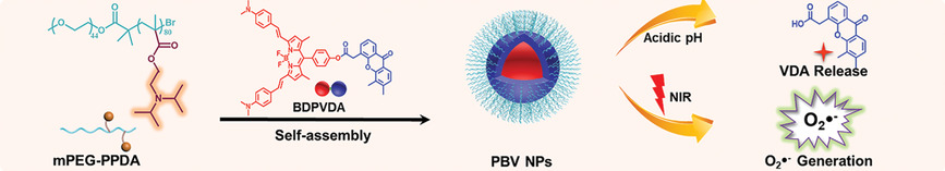 A Highly-Efficient Type I Photosensitizer with Robust Vascular-Disruption Activity for Hypoxic-and-Metastatic Tumor Specific Photodynamic Therapy