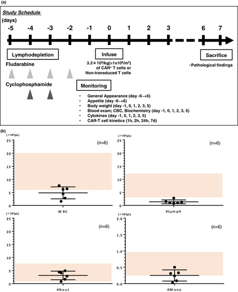 A lymphodepleted non-human primate model for the assessment of acute on-target and off-tumor toxicity of human chimeric antigen receptor-T cells
