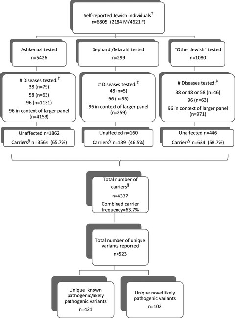 Lessons learned from expanded reproductive carrier screening in self-reported Ashkenazi, Sephardi, and Mizrahi Jewish patients