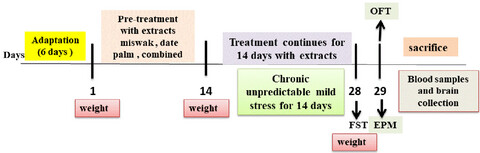 Antidepressant-like effects of aqueous extracts of miswak (Salvadora persica) and date palm (Phoenix dactylifera) on depression-like behaviors using CUMS model in male rats