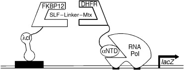 A Bacterial Small-Molecule Three-Hybrid System
