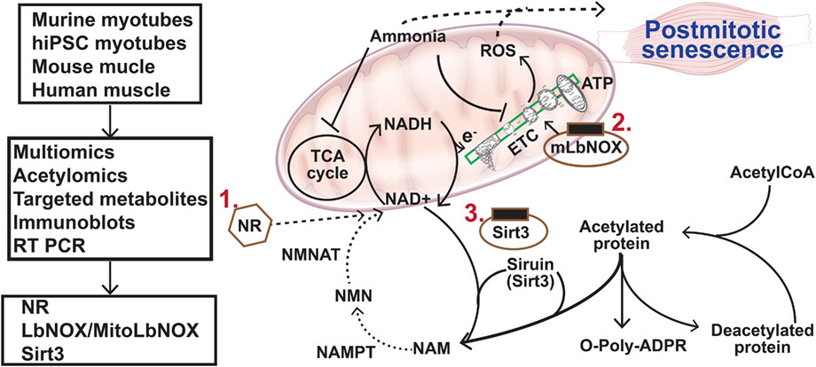Dysregulated cellular redox status during hyperammonemia causes mitochondrial dysfunction and senescence by inhibiting sirtuin-mediated deacetylation