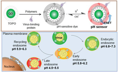 Spatiotemporal Quantification of Endosomal Acidification on the Viral Journey