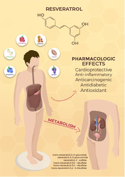 Resveratrol isoforms and conjugates: A review from biosynthesis in plants to elimination from the human body