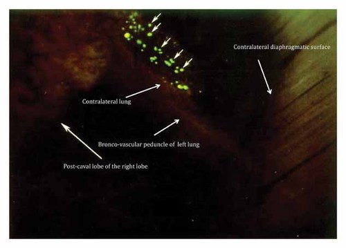 Details are in the caption following the image Details are in the caption following the image