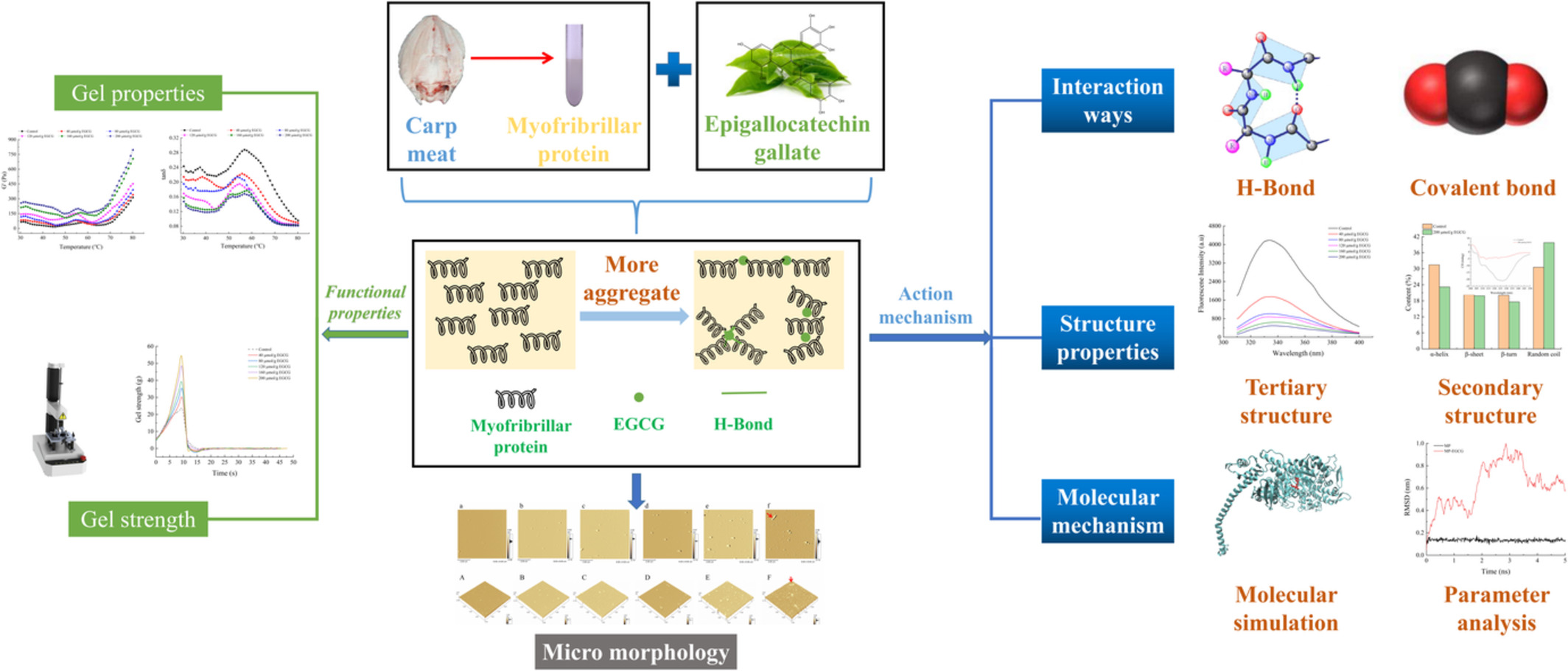Cross-linking effects of EGCG on myofibrillar protein from common carp (Cyprinus carpio) and the action mechanism