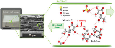 Efficient Stabilization and Directional-Controlled Release of Vitamin C in Disaccharide/Megasaccharide Composite Xerogels