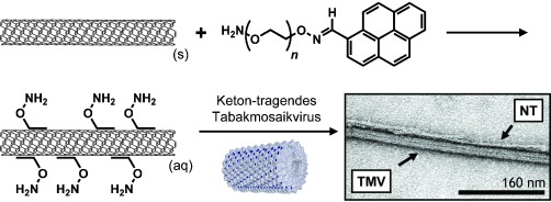 Integration of a Self-Assembling Protein Scaffold with Water-Soluble Single-Walled Carbon Nanotubes