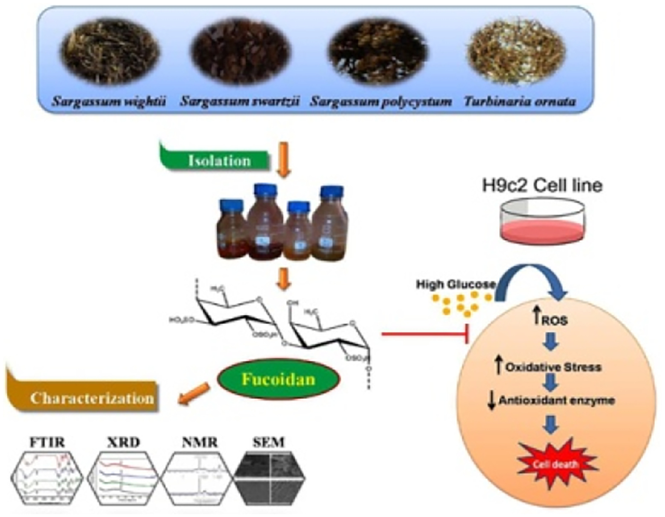 Isolation and characterization of fucoidan from four brown algae and study of the cardioprotective effect of fucoidan from Sargassum wightii against high glucose-induced oxidative stress in H9c2 cardiomyoblast cells
