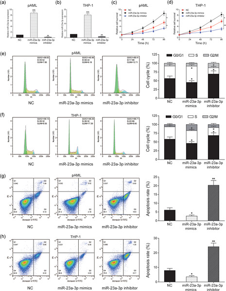 Long noncoding RNA NEAT1 modulates cell proliferation and apoptosis by regulating miR-23a-3p/SMC1A in acute myeloid leukemia