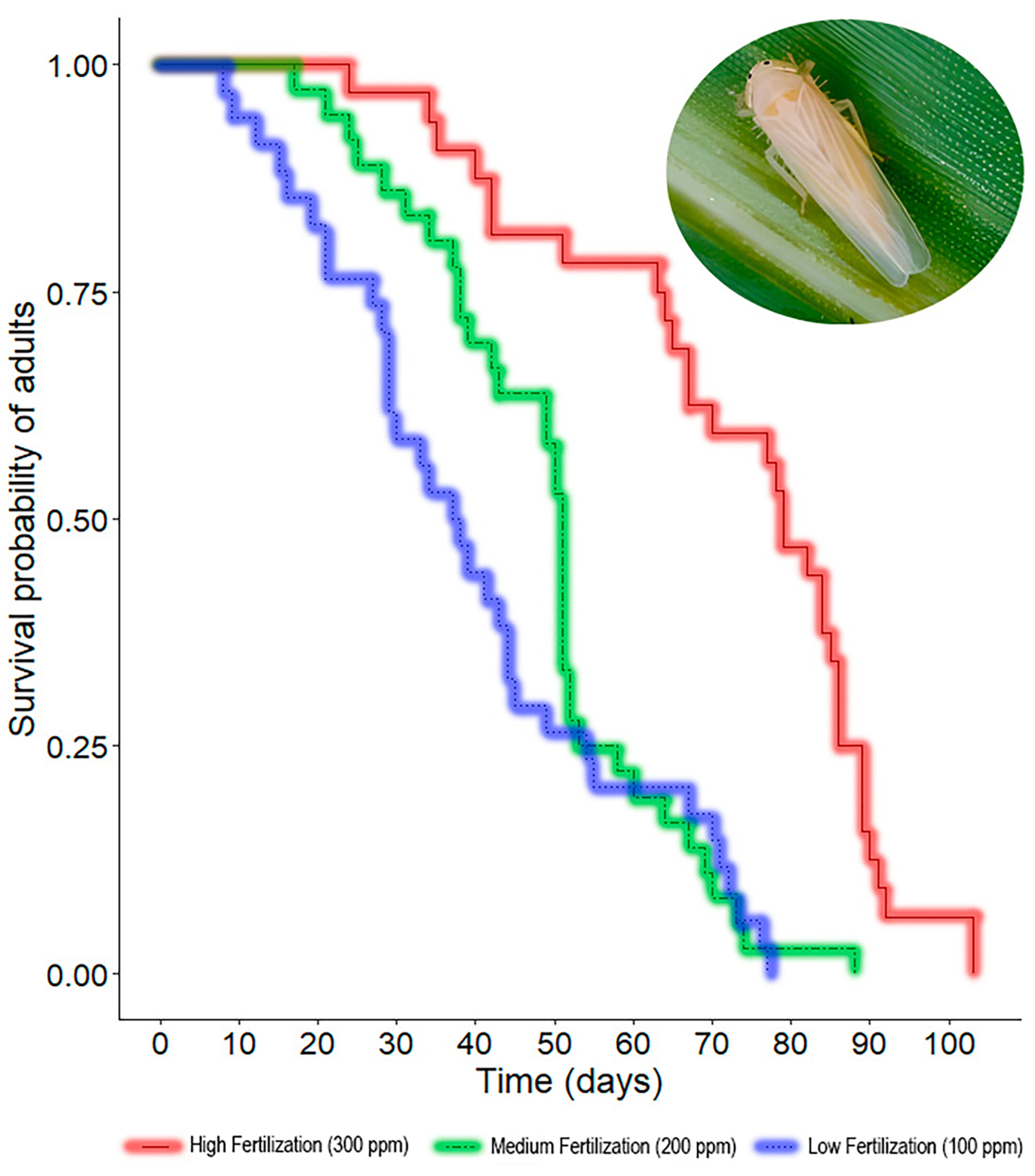 High levels of nitrogen fertilization enhance the fitness of the vector of corn stunt disease, Dalbulus maidis