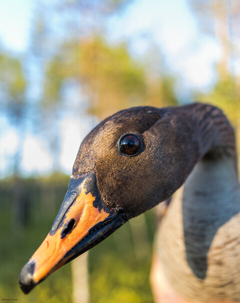 Genetic assessment reveals inbreeding, possible hybridization, and low levels of genetic structure in a declining goose population