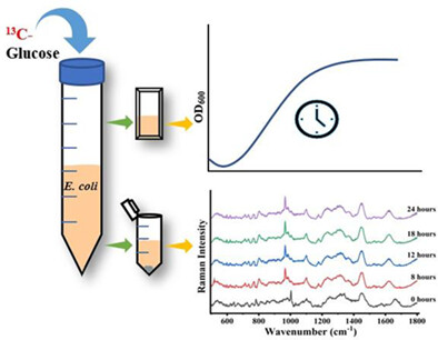 Monitoring of microbial proteome dynamics using Raman stable isotope probing