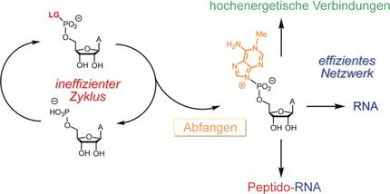 How Small Heterocycles Make a Reaction Network of Amino Acids and Nucleotides Efficient in Water