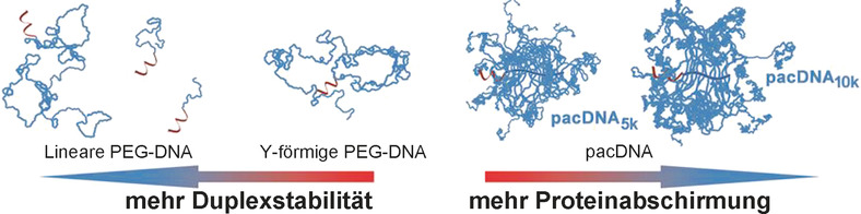 Effect of PEG Architecture on the Hybridization Thermodynamics and Protein Accessibility of PEGylated Oligonucleotides