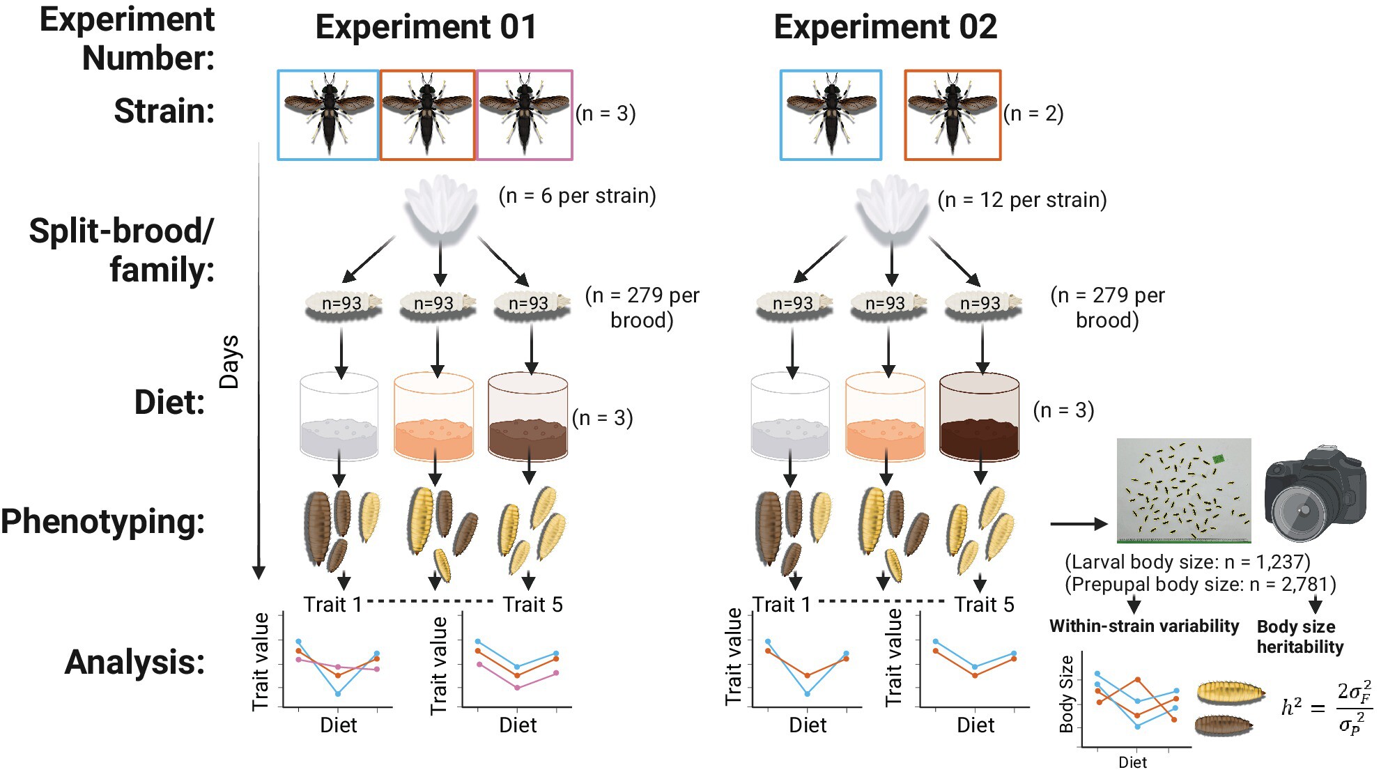 Variation in strain performance and estimates of heritability of body size indicate considerable potential for genetic improvement of the black soldier fly (Hermetia illucens)