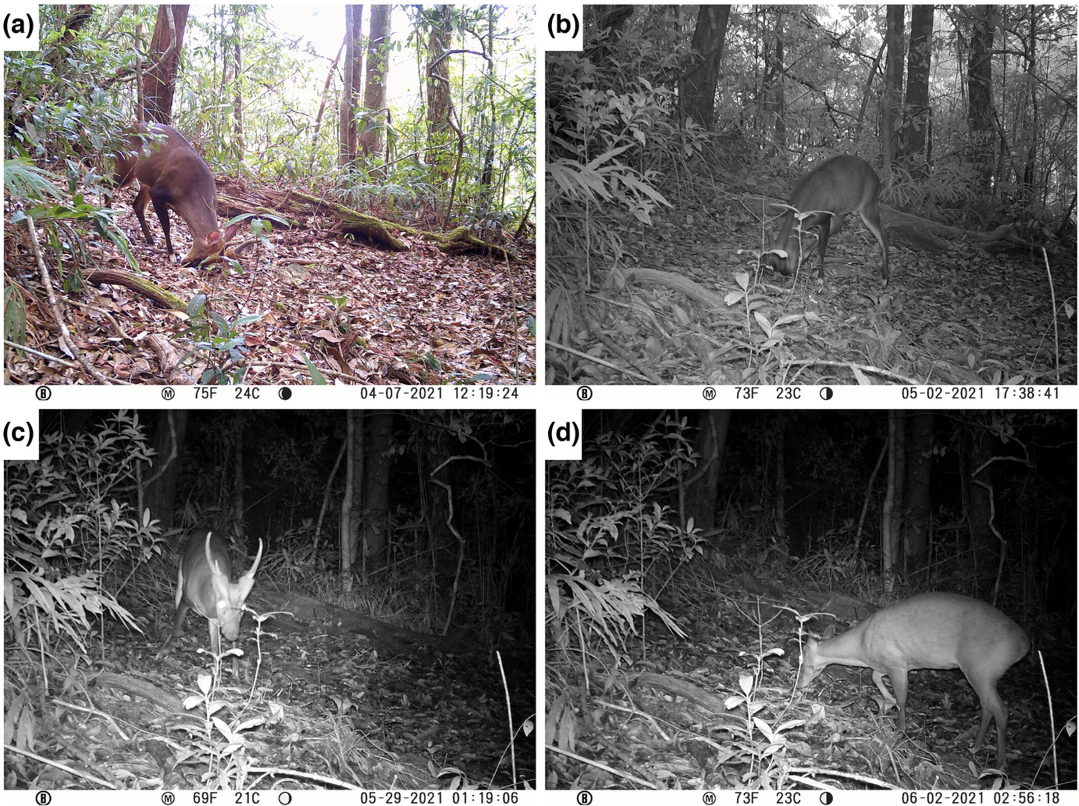 Reading the signs: Camera-trapping provides new insights on scent marking in the large-antlered muntjac (Muntiacus vuquangensis)