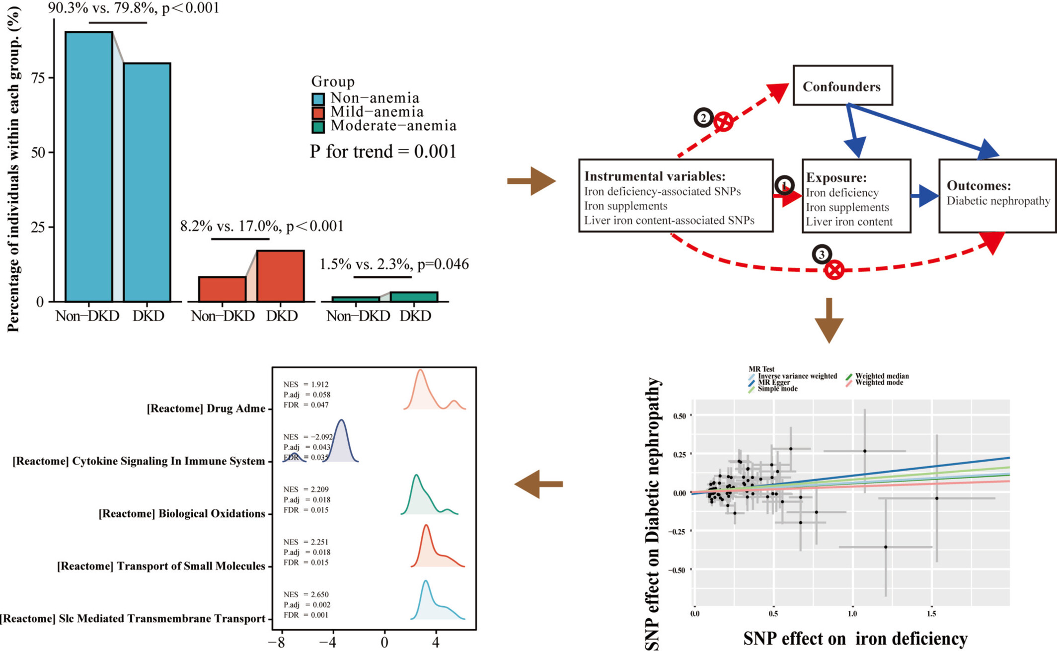 Iron-Deficiency Anemia Elevates Risk of Diabetic Kidney Disease in Type 2 Diabetes Mellitus
