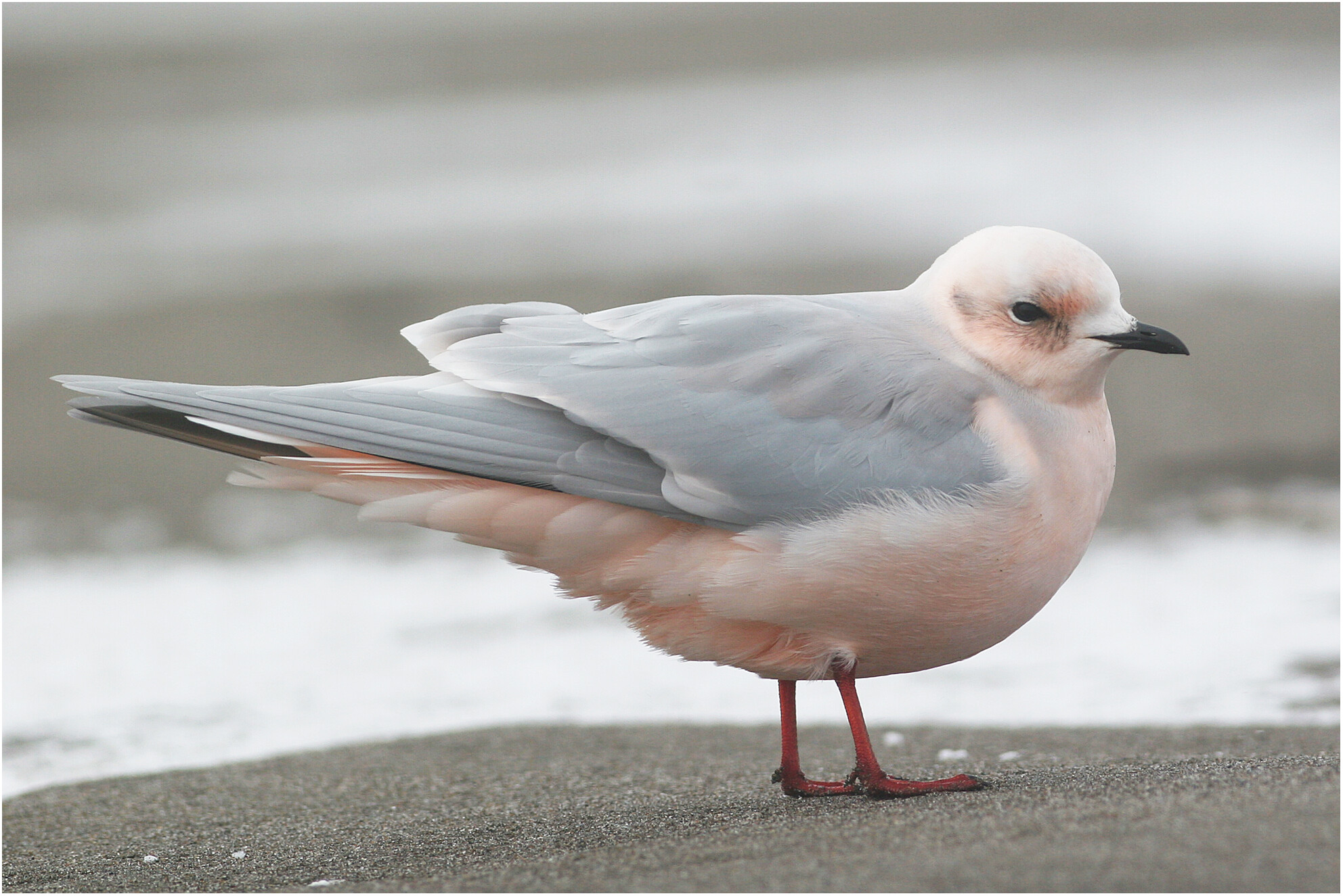 Rare bird forecast: A combined approach using a long-term dataset of an Arctic seabird and a numerical weather prediction model