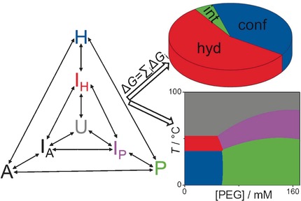 Unraveling the Thermodynamics of the Folding and Interconversion of Human Telomere G-Quadruplexes